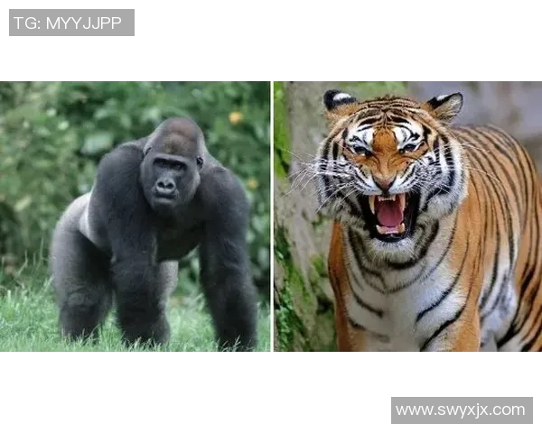 深入解析RNG战队在王者荣耀中的防守策略与战术布局 深入解析RNG战队在王者荣耀中的防守策略与战术布局